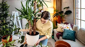 PLANTAS DE INTERIOR Y SUS BENEFICIOS